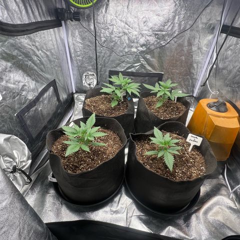 Zkittlez 2 growlog timeline photo