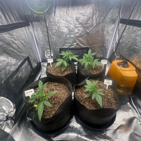 Zkittlez 2 growlog timeline photo