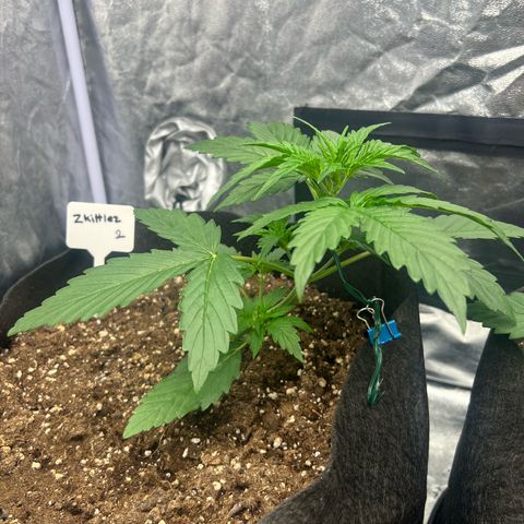 Zkittlez 2 growlog timeline photo