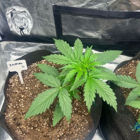 Zkittlez 2 growlog timeline photo