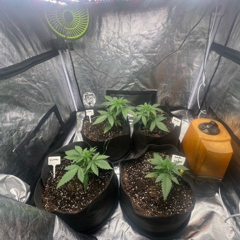Zkittlez 2 growlog timeline photo