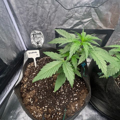 Zkittlez 2 growlog timeline photo