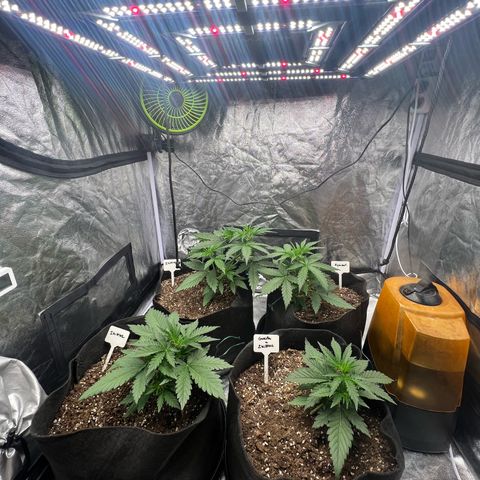 Zkittlez 2 growlog timeline photo