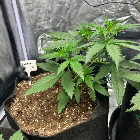 Zkittlez 2 growlog timeline photo
