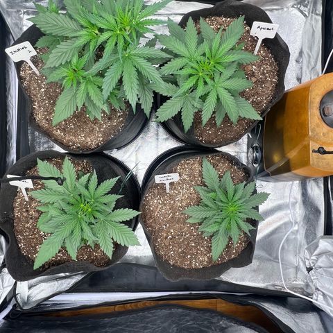 Zkittlez 2 growlog timeline photo
