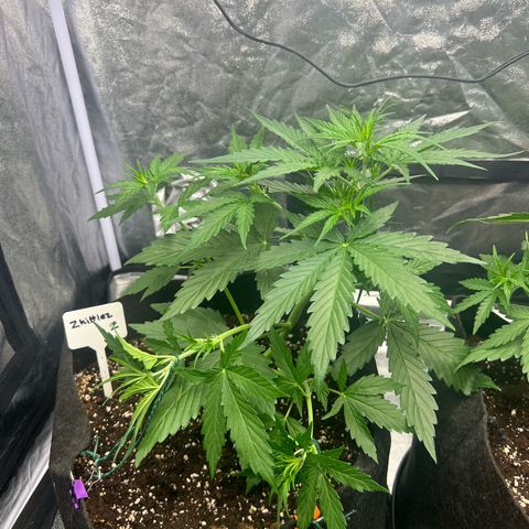 Zkittlez 2 growlog timeline photo