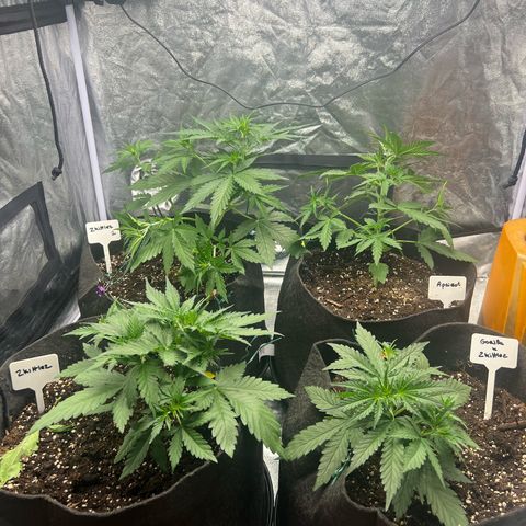 Zkittlez 2 growlog timeline photo