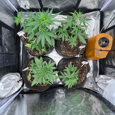 Zkittlez 2 growlog timeline photo