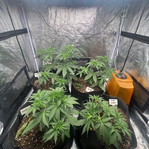 Zkittlez 2 growlog timeline photo