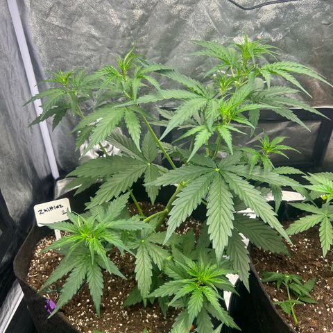 Zkittlez 2 growlog timeline photo