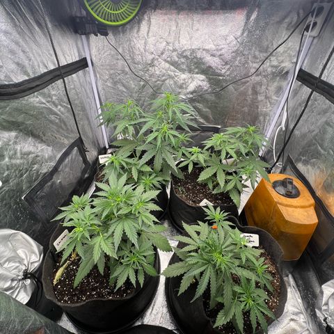 Zkittlez 2 growlog timeline photo
