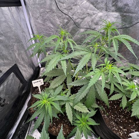 Zkittlez 2 growlog timeline photo