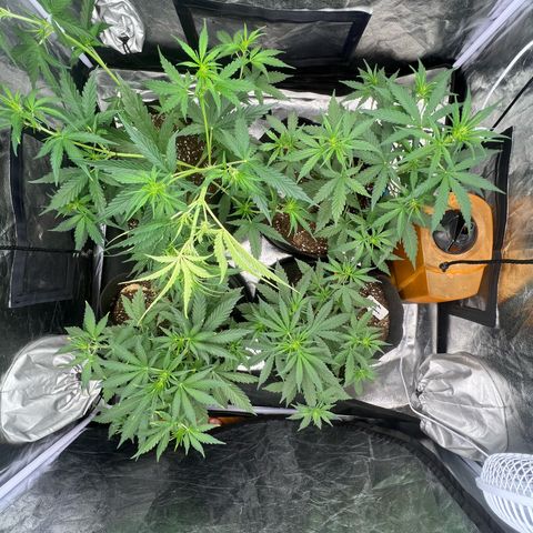 Zkittlez 2 growlog timeline photo