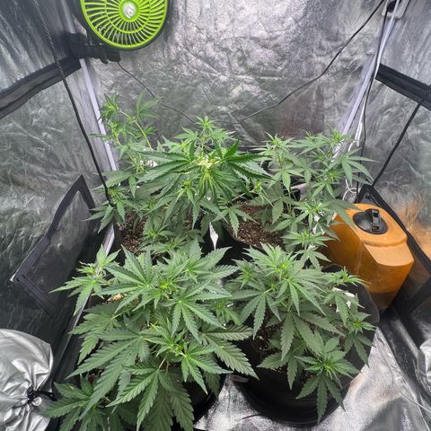 Zkittlez 2 growlog timeline photo
