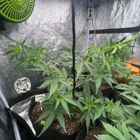 Zkittlez 2 growlog timeline photo