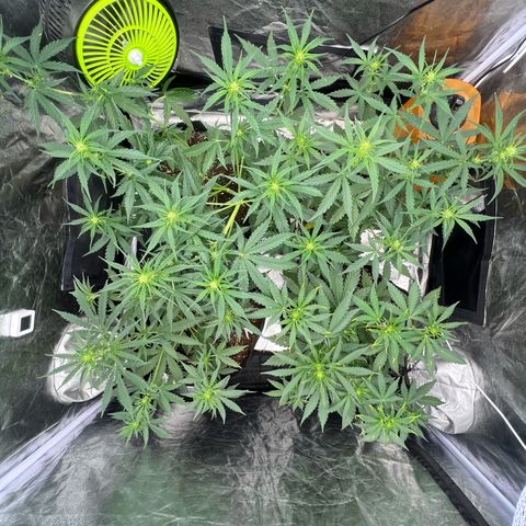 Zkittlez 2 growlog timeline photo