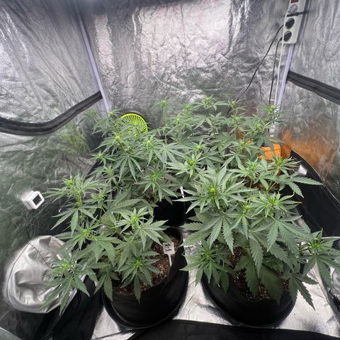 Zkittlez 2 growlog timeline photo
