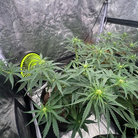 Zkittlez 2 growlog timeline photo