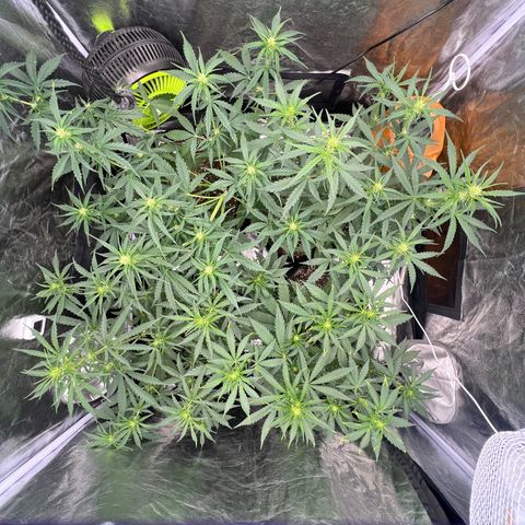 Zkittlez 2 growlog timeline photo
