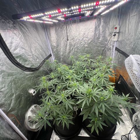 Zkittlez 2 growlog timeline photo