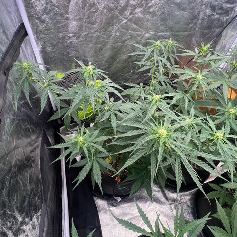 Zkittlez 2 growlog timeline photo