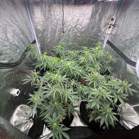 Zkittlez 2 growlog timeline photo