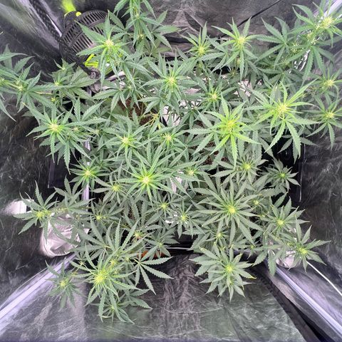 Zkittlez 2 growlog timeline photo