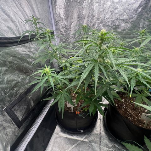 Zkittlez 2 growlog timeline photo
