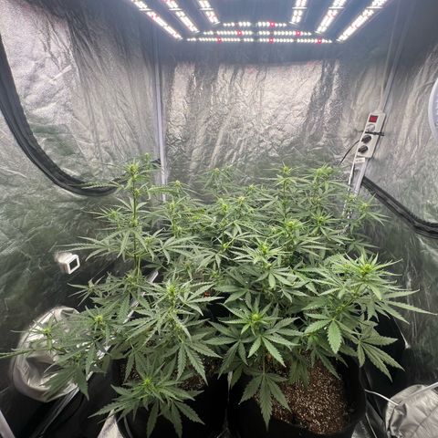 Zkittlez 2 growlog timeline photo