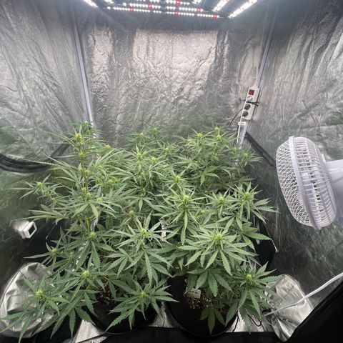 Zkittlez 2 growlog timeline photo