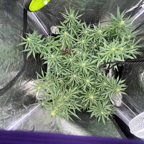 Zkittlez 2 growlog timeline photo