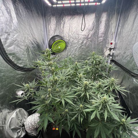 Zkittlez 2 growlog timeline photo