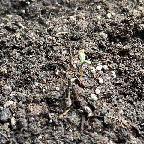 Watermelon Candy Automatic growlog timeline photo
