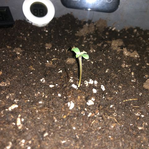 Watermelon Candy Automatic growlog timeline photo