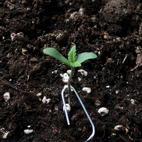 Watermelon Candy Automatic growlog timeline photo