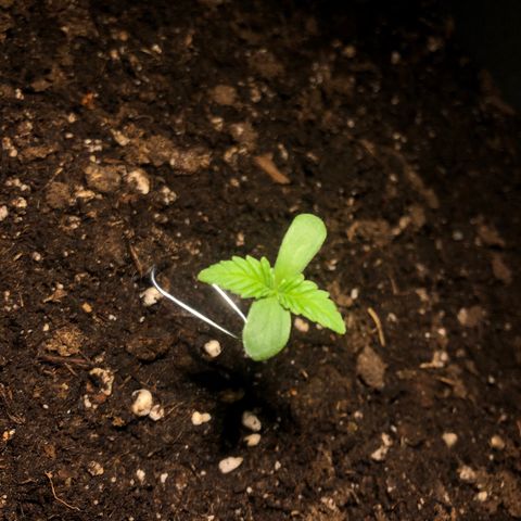 Watermelon Candy Automatic growlog timeline photo