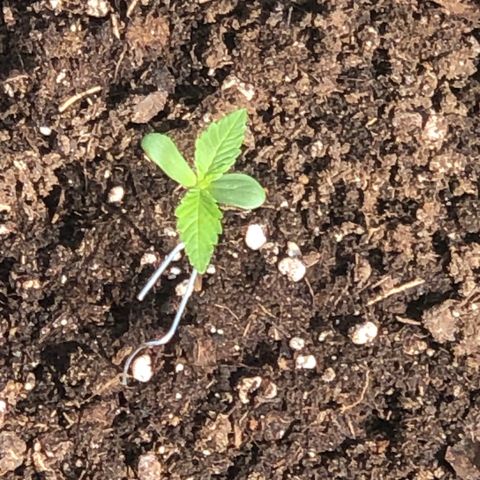 Watermelon Candy Automatic growlog timeline photo