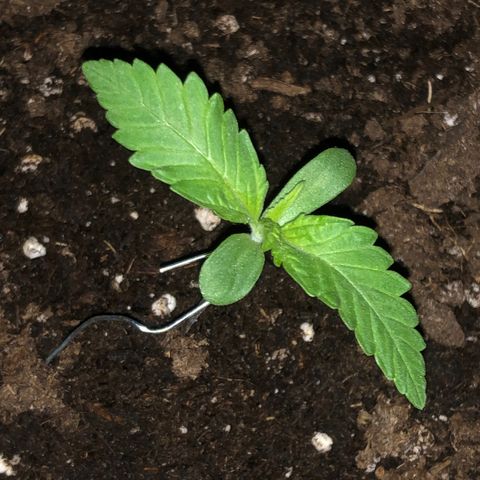 Watermelon Candy Automatic growlog timeline photo