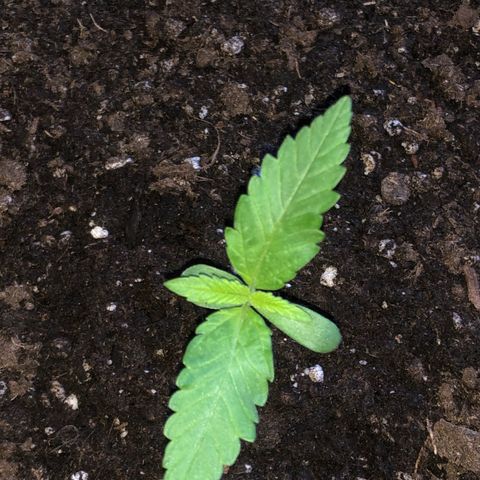 Watermelon Candy Automatic growlog photo: Sonnenlicht morgens vom Ost Balkon und abends vom Westbalkon.
Etwas gespargelt aber noch im Rahmen.
Entwicklung des 2ten Blattpaares im gange👍🏻