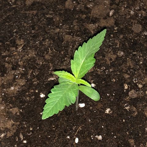 Watermelon Candy Automatic growlog photo: Sonnenlicht morgens vom Ost Balkon und abends vom Westbalkon.
Etwas gespargelt aber noch im Rahmen.
Entwicklung des 2ten Blattpaares im gange👍🏻