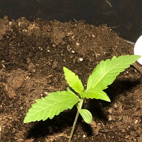 Watermelon Candy Automatic growlog timeline photo