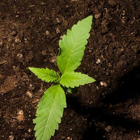 Watermelon Candy Automatic growlog timeline photo