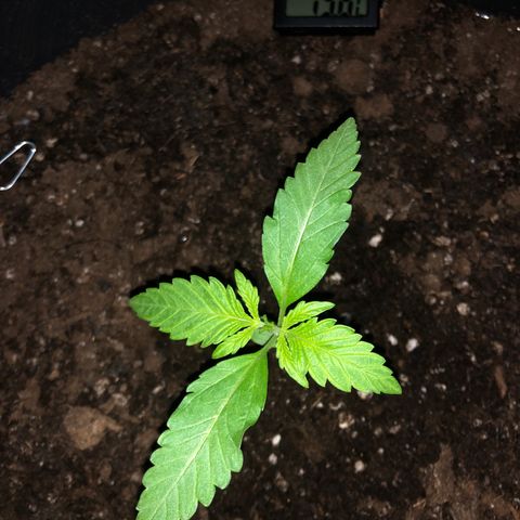 Watermelon Candy Automatic growlog timeline photo