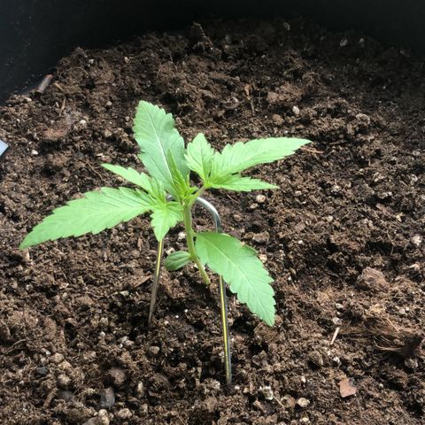 Watermelon Candy Automatic growlog timeline photo