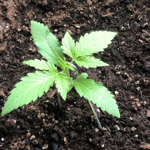 Watermelon Candy Automatic growlog timeline photo