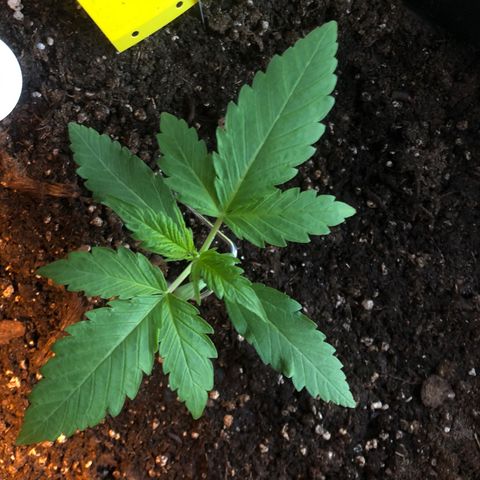Watermelon Candy Automatic growlog timeline photo