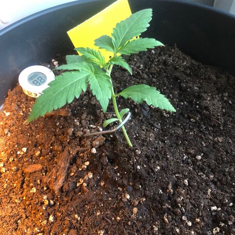 Watermelon Candy Automatic growlog timeline photo