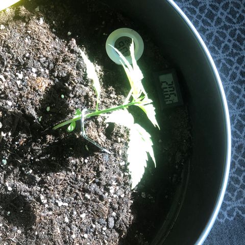 Watermelon Candy Automatic growlog timeline photo
