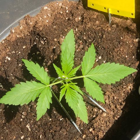 Watermelon Candy Automatic growlog timeline photo