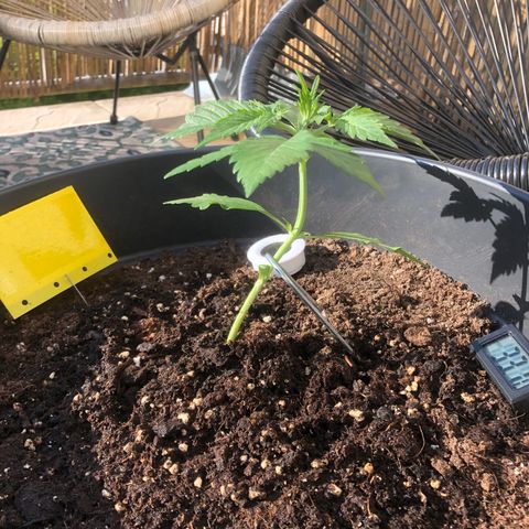 Watermelon Candy Automatic growlog timeline photo